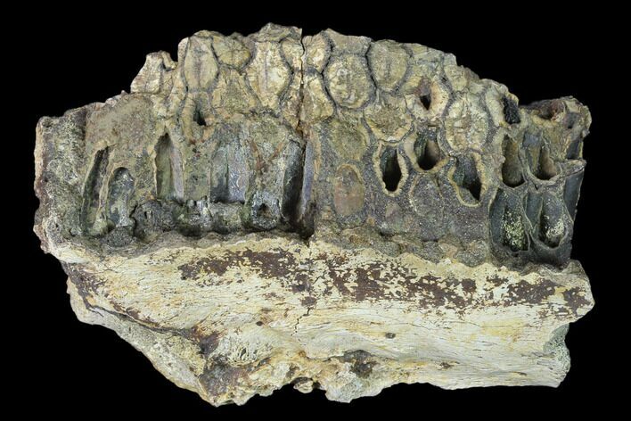 Fossil Edmontosaurus (Hadrosaur) Jaw Section - Montana #139199